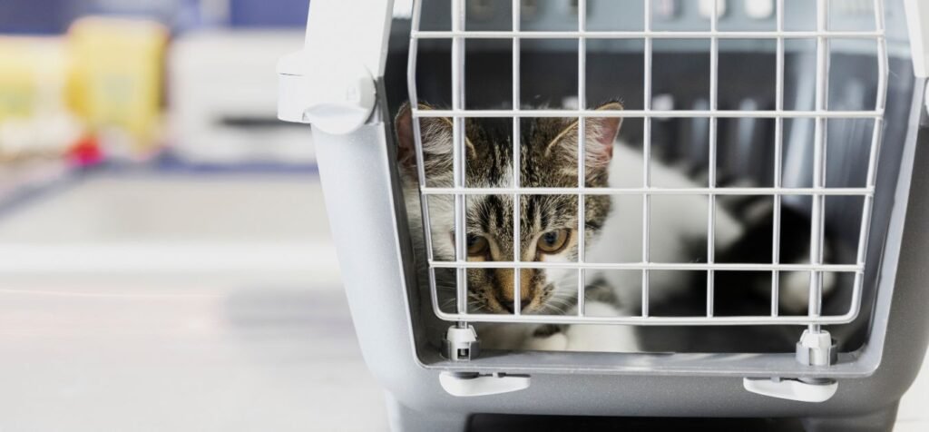 Indigo Airlines In Cabin Pet Travel